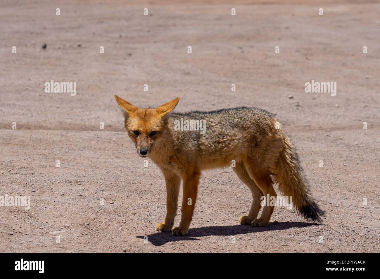 Una volpe di culpeo nella valle della Luna, Cile. Foto Stock