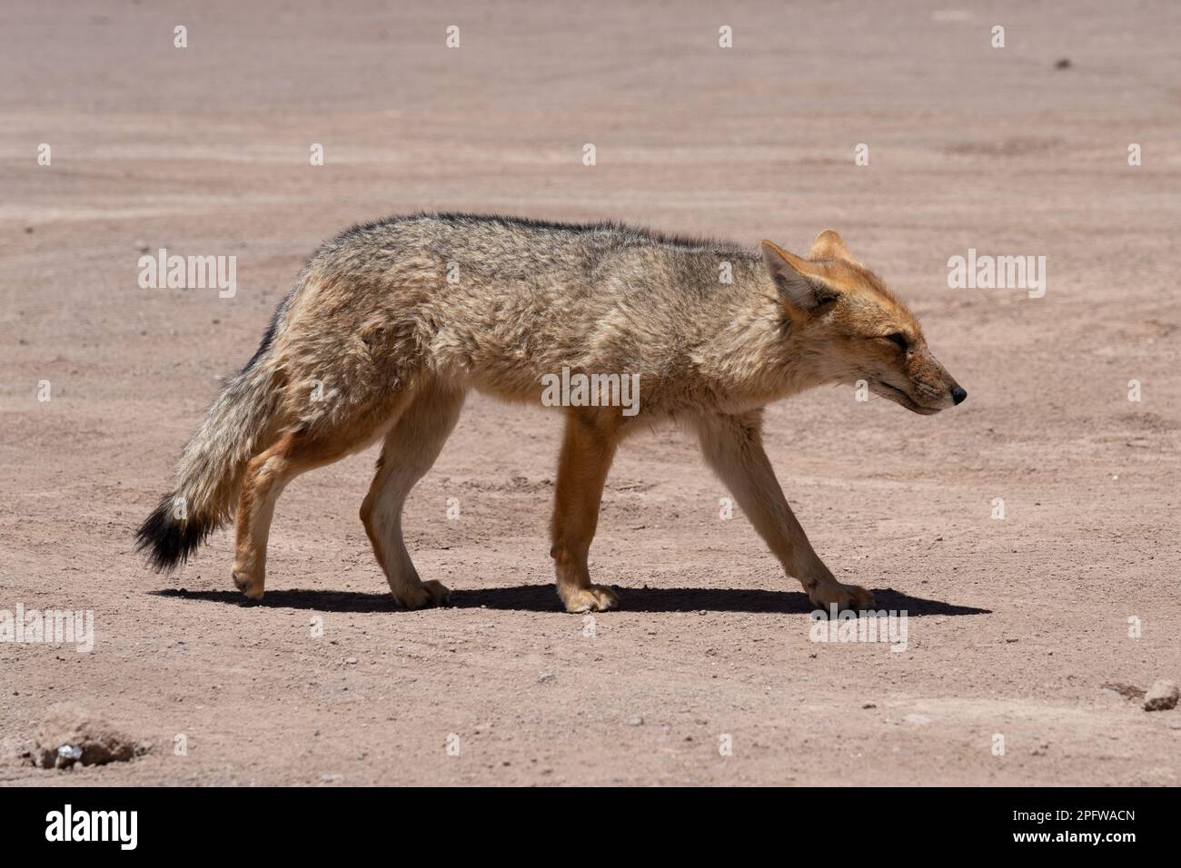 Una volpe di culpeo nella valle della Luna, Cile. Foto Stock