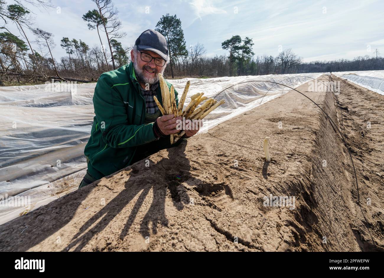 Weiterstadt, Germania. 16th Mar, 2023. Rolf Meinhardt, presidente dell'Associazione dei coltivatori di Asparagi e fragole dell'Asparagi dell'Assia meridionale (VSSE), tiene nelle sue mani gli asparagi appena tagliati. L'azienda agricola Tannenhof, nell'Assia meridionale, produce asparagi e frutti di bosco e gestisce un negozio di fattoria. Nonostante i problemi di vendita dell'anno precedente, il salario minimo e l'inflazione più elevati, gli asparagi hessiani sono positivi per la prossima stagione della verdura nobile. (A dpa: 'Pressione di costo più alta per gli asparagi agricoltori - i prezzi non dovrebbero aumentare') credito: Andreas Arnold/dpa/Alamy Live News Foto Stock