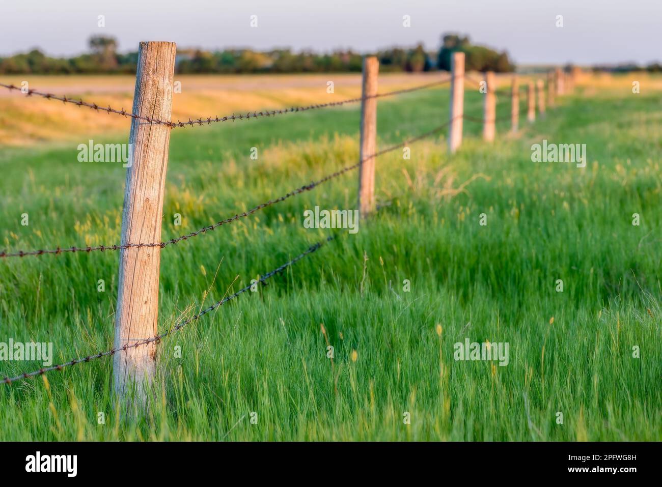 Luce del tramonto su pali di recinzione con erba verde alta e un campo sullo sfondo Foto Stock