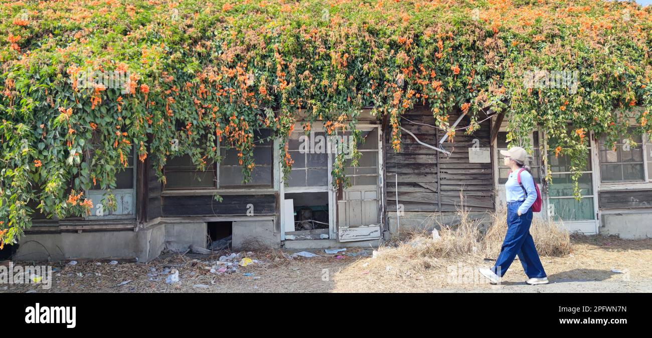 La fioritura della pirostegia venusta e la vecchia casa a Yunlin, Taiwan Foto Stock
