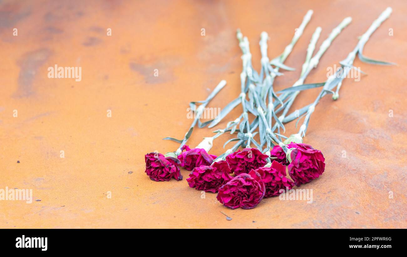 Fiori di garofano rosso o peonie al luogo di un incidente di automobile fatale. Tragedia e dolore per la perdita di una persona. Memoria. Rendere omaggio. Tragedia e. Foto Stock