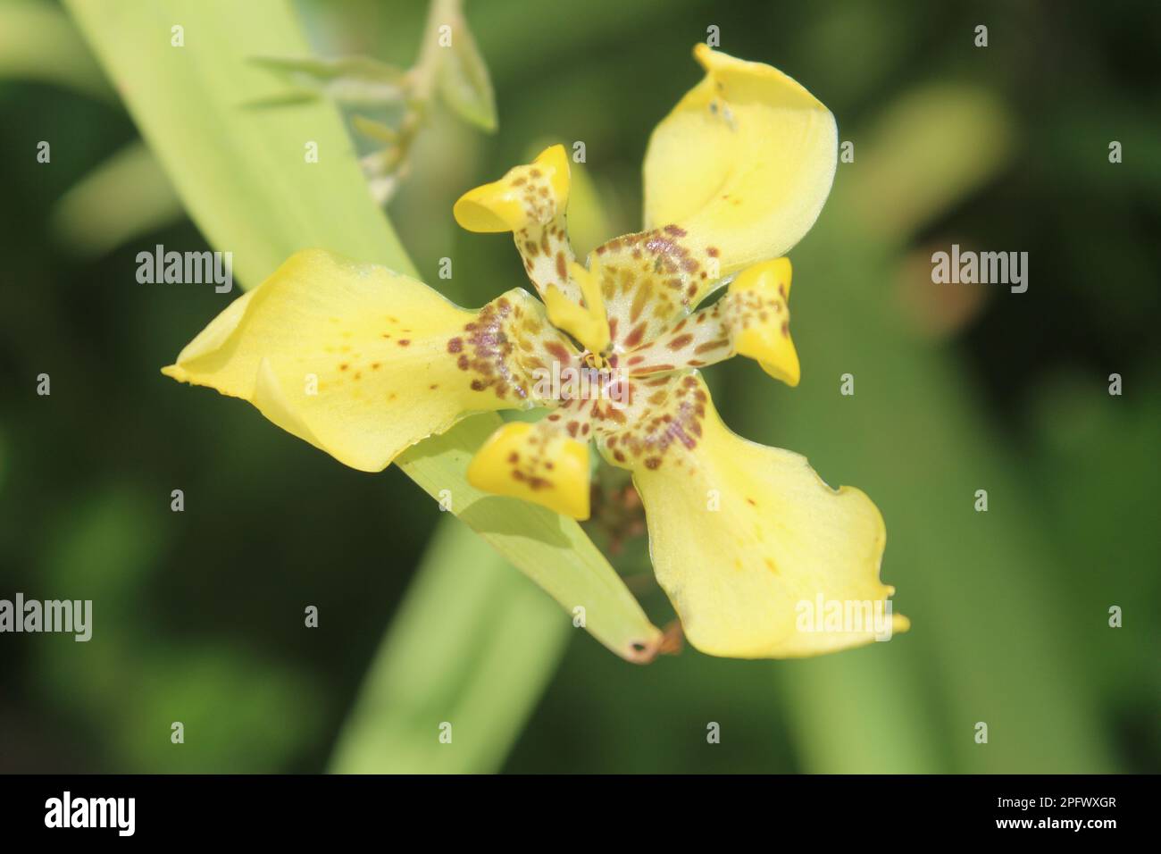 Il fiore di Trimezia martinicensis fiorisce con fondo sfocato Foto Stock