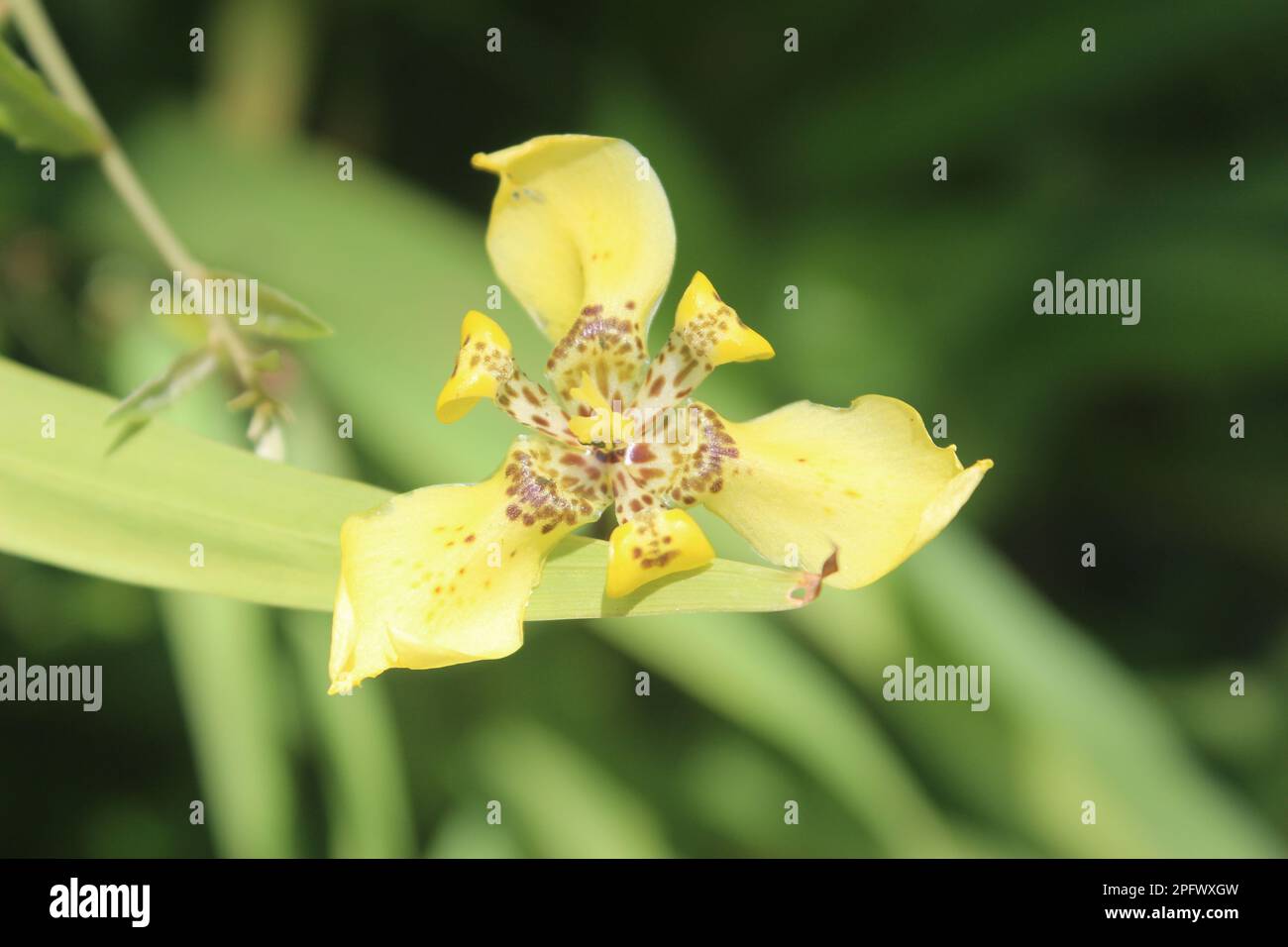 Il fiore di Trimezia martinicensis fiorisce con fondo sfocato Foto Stock