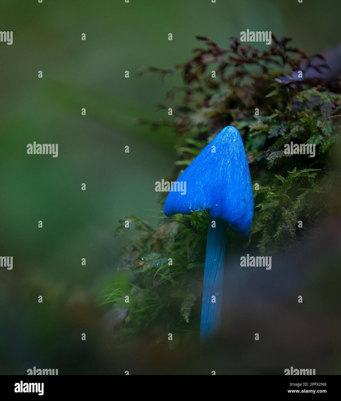 Fungo blu (Entoloma hochstetteri) sugli habitat forestali del distretto di Rotorua. Formato verticale. Foto Stock