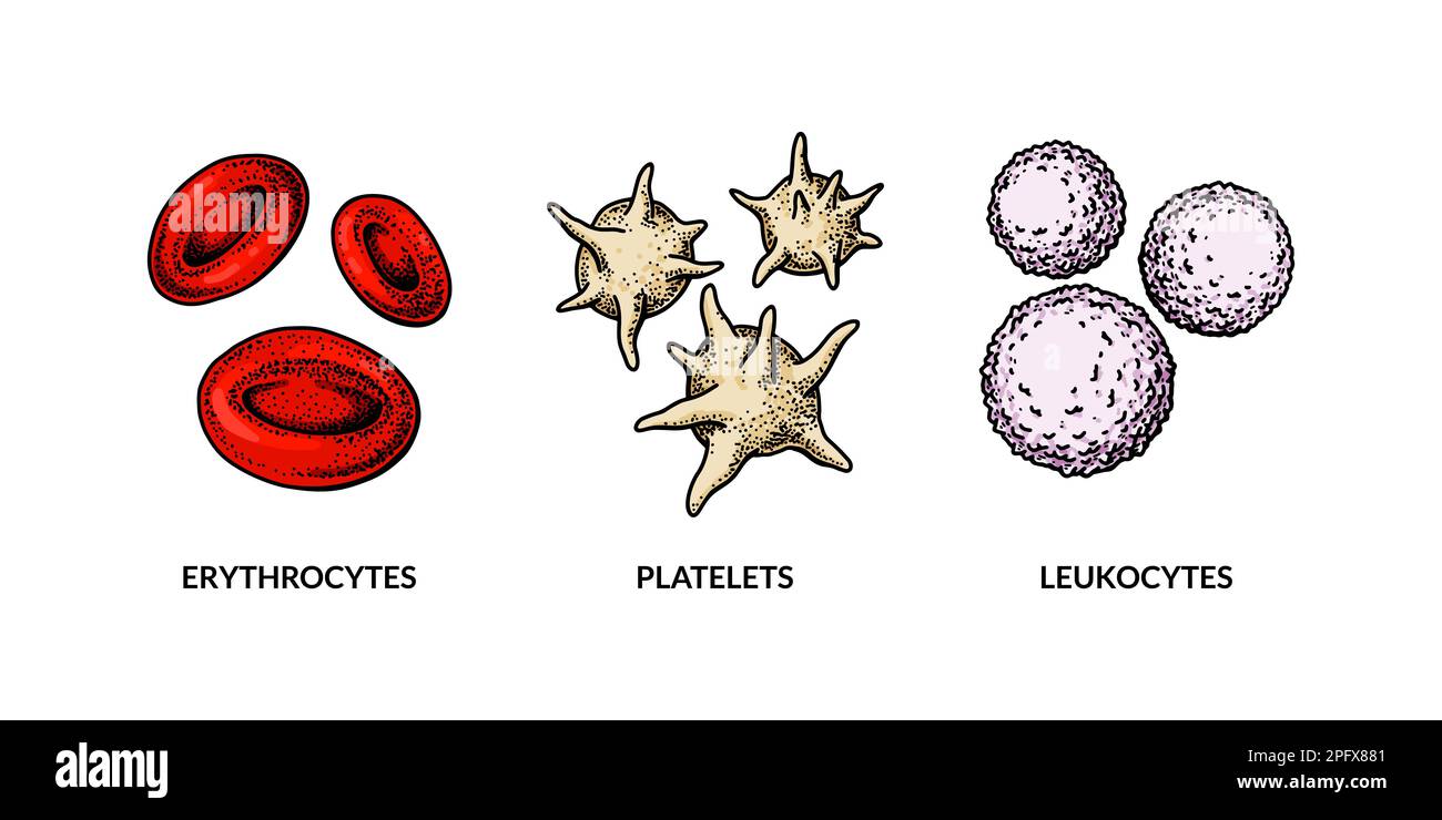 Cellule ematiche isolate su sfondo bianco. Eritrociti, leucociti e piastrine prelevati a mano. Illustrazione di biologia scientifica in stile schizzo Illustrazione Vettoriale