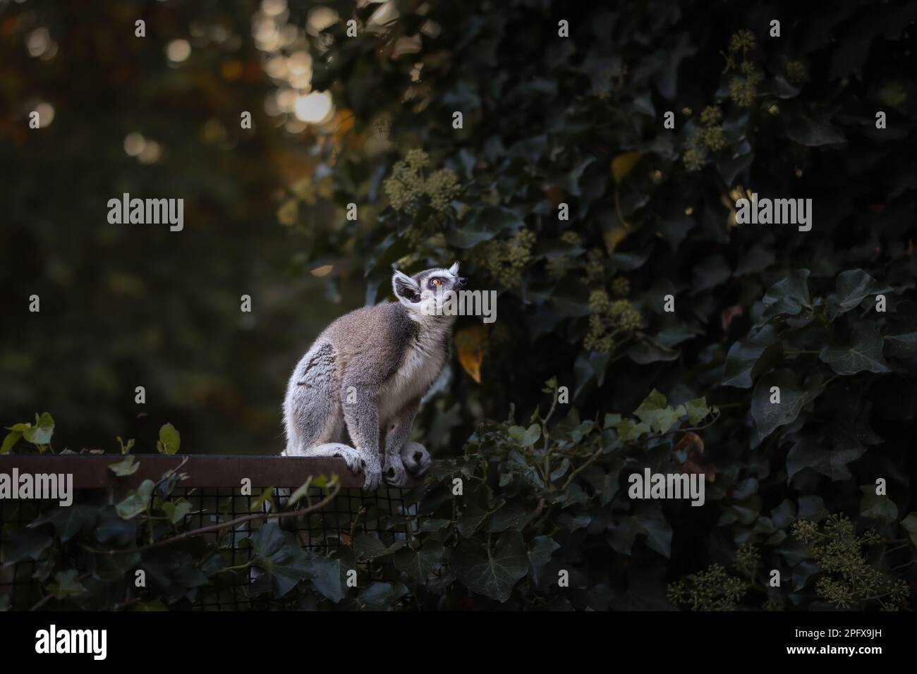 Ritratto laterale di Alert Lemur con coda ad anello nello zoo. Lemur Catta Profilo con sfondo Bokeh Green in giardino zoologico. Foto Stock
