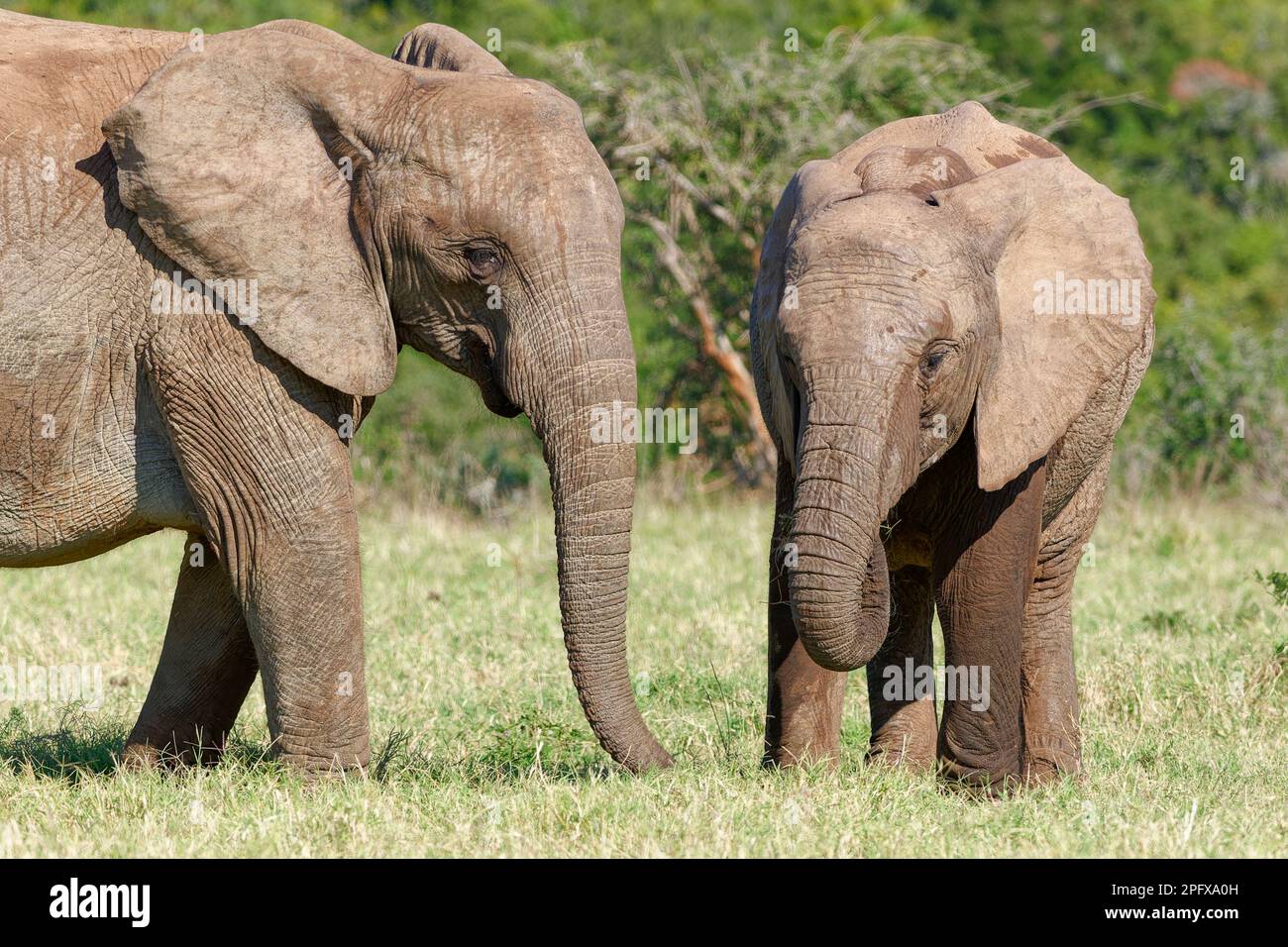 Elefanti africani del cespuglio (Loxodonta africana), adulti con nutrimento giovane sull'erba, Addo Elephant National Park, Eastern Cape, Sudafrica, Africa Foto Stock