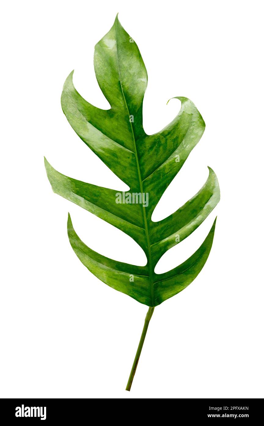 giungla tropicale monstera foglie isolate su uno sfondo bianco Foto Stock