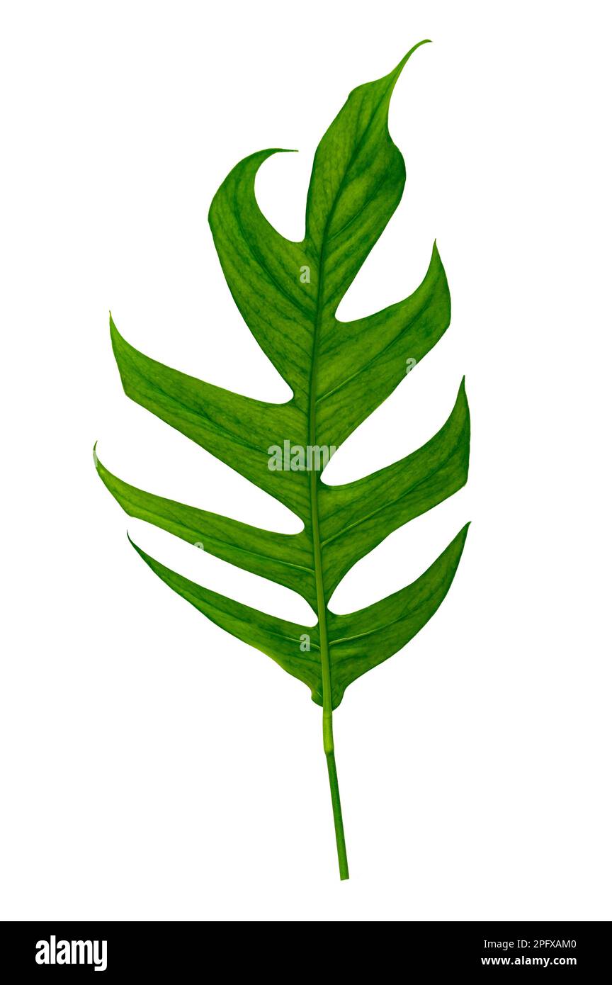 giungla tropicale monstera foglie isolate su uno sfondo bianco Foto Stock
