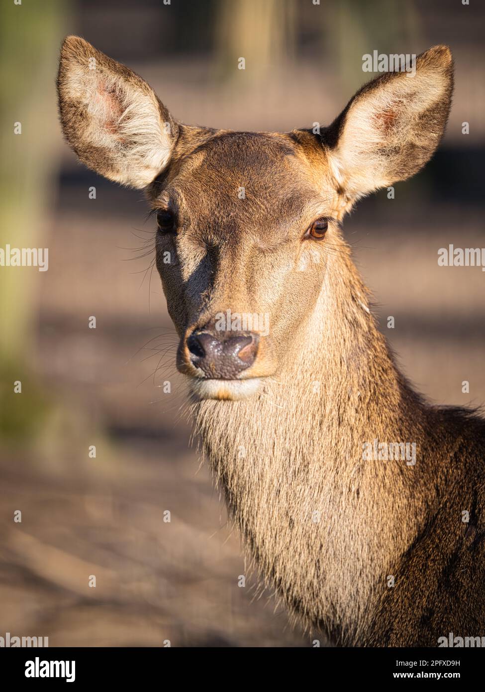 Ritratto ravvicinato di un cervo in una calda luce naturale, che mostra orecchie grandi, pelliccia marrone tenue e un'espressione tranquilla della fauna selvatica su uno sfondo sfocato. Foto Stock