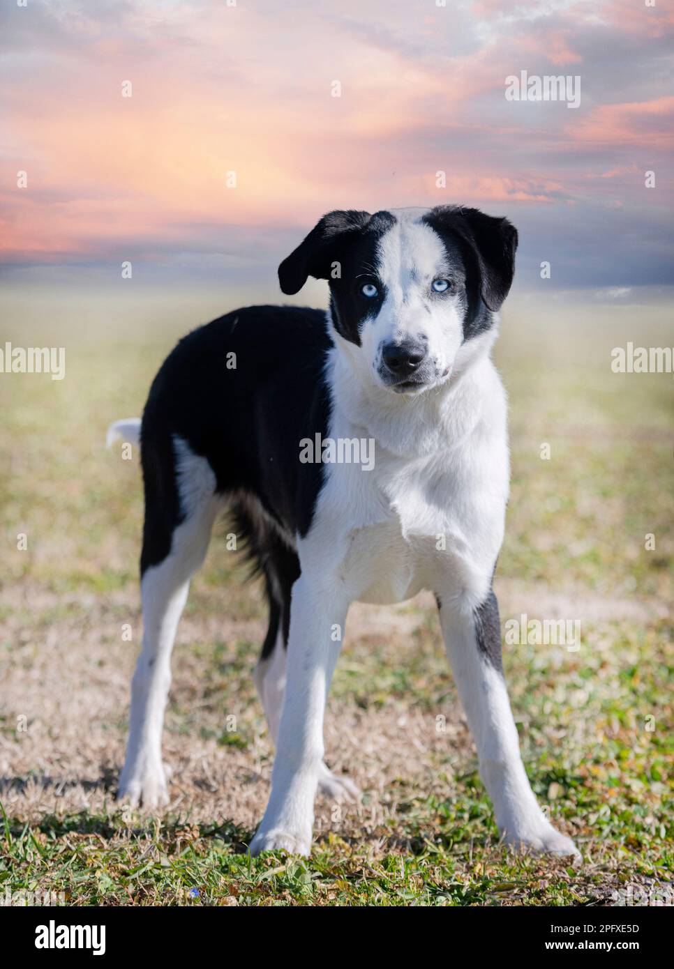 il collie di confine è l'addestramento per la competizione di obbedienza in un club Foto Stock