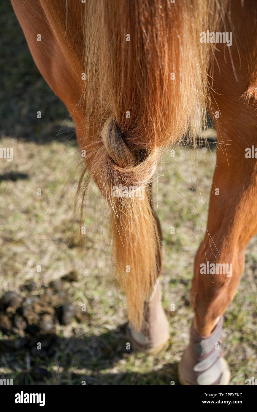 Primo piano di voi di coda di cavallo legato in un nodo sciolto Foto Stock
