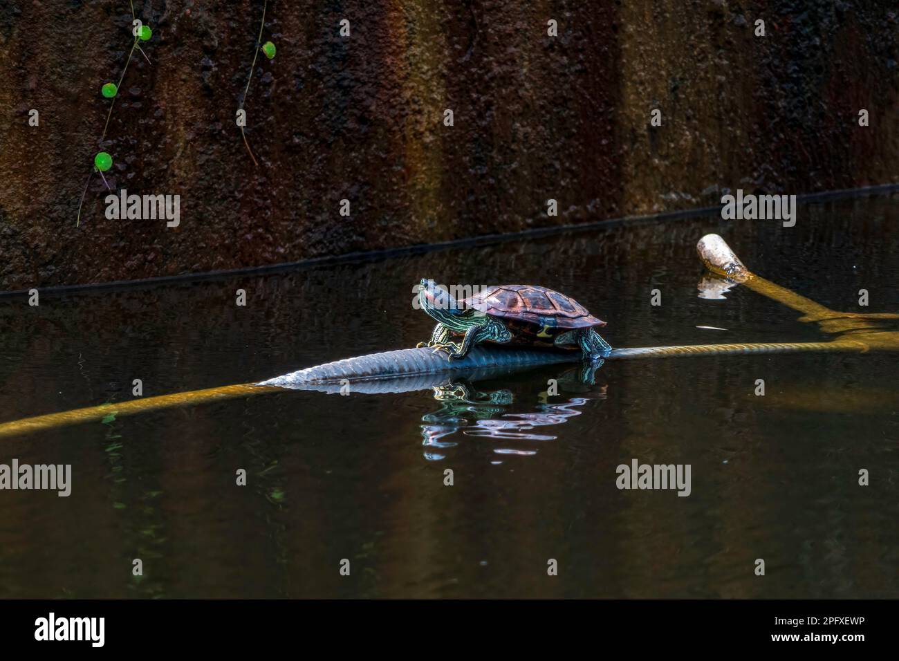 Tartaruga acquatica dalle orecchie rosse nelle acque di uno stagno urbano da vicino. messa a fuoco selettiva Foto Stock