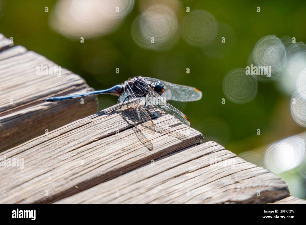 La libellula blu che riposa da vicino su uno sfondo sfocato Foto Stock