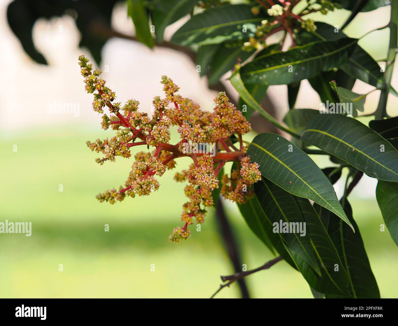 Inizio di fioritura di alberi di mango. Foto parzialmente sfocata. Foto Stock