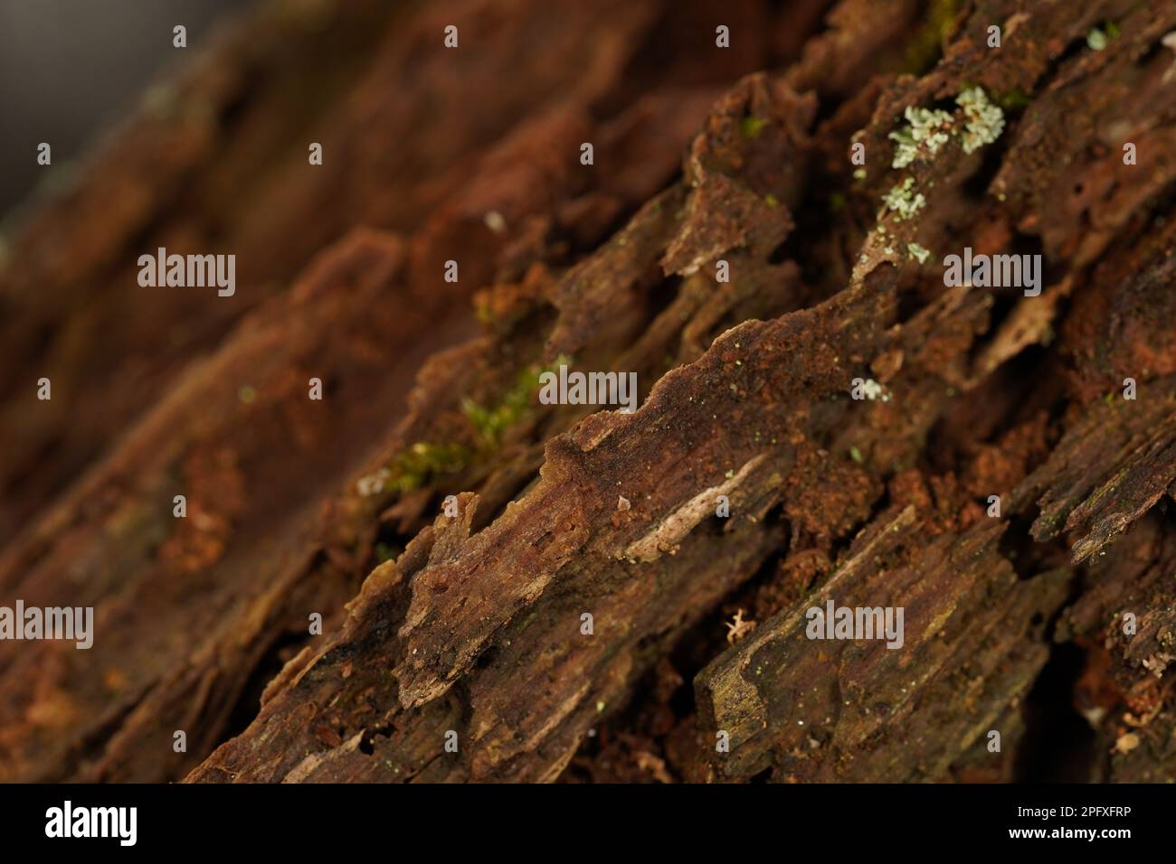 Primo piano di un vecchio ceppo di albero marcio nella foresta Foto Stock Primo piano di un vecchio ceppo di albero marcio nella foresta Foto Stock