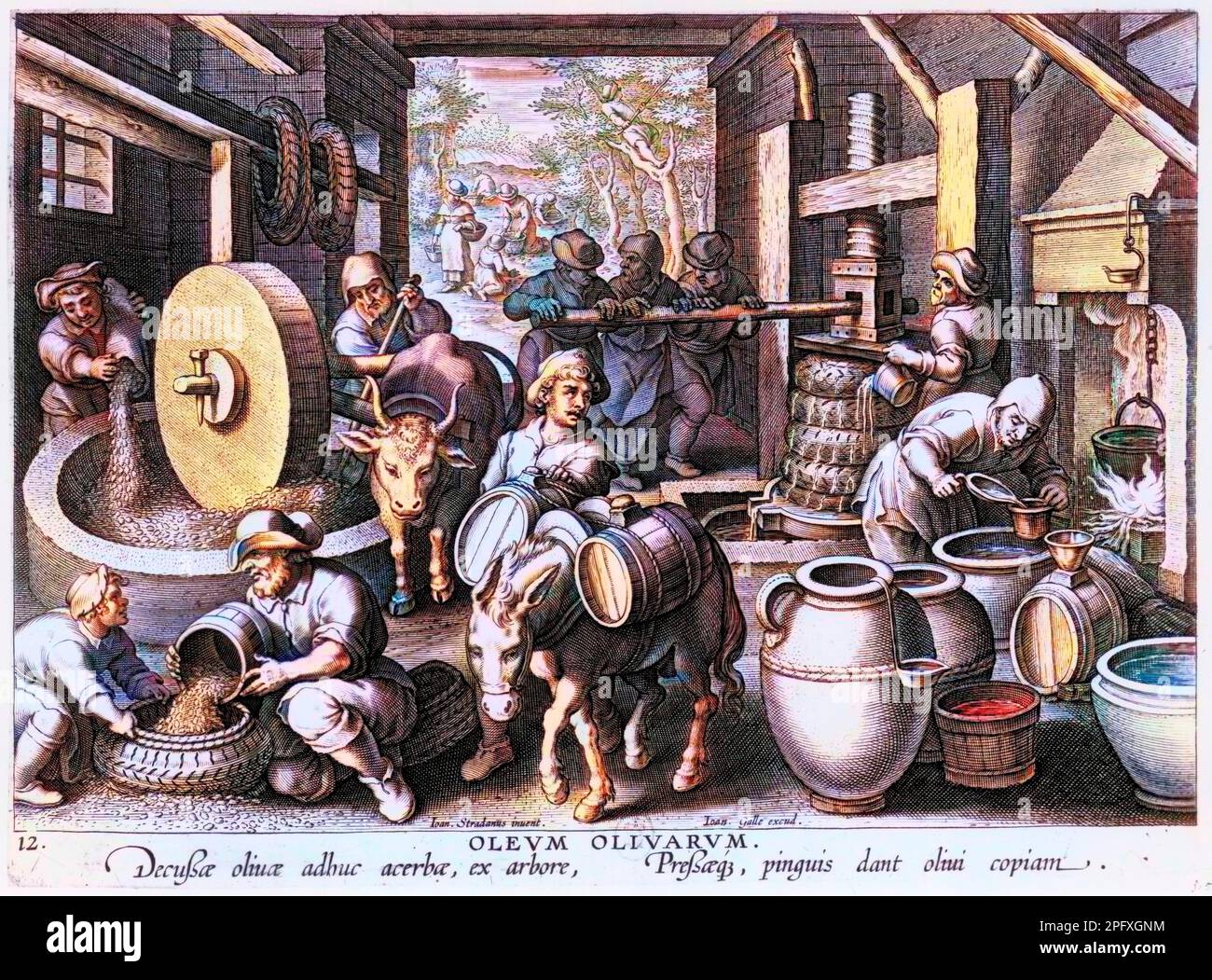 Piastra oleum olivarum da 'e: la fabrication de l'huile d'olive (cueillette, pressage, filtrage, remplissage des tonneaux...) - Gravure flamande, XVIème siècle Foto Stock