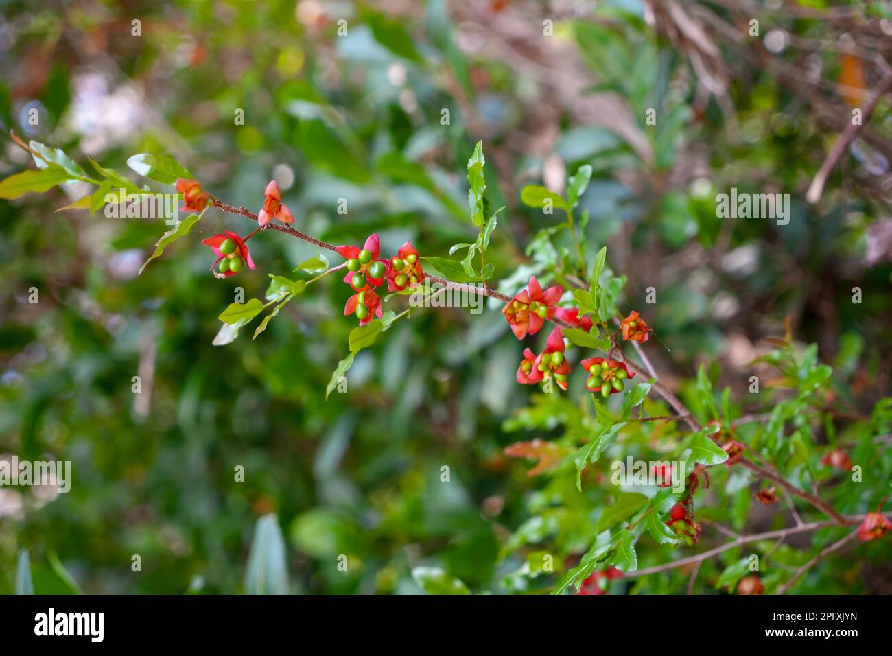 Bacche verdi e calice rosso su una pianta di Topolino Foto Stock