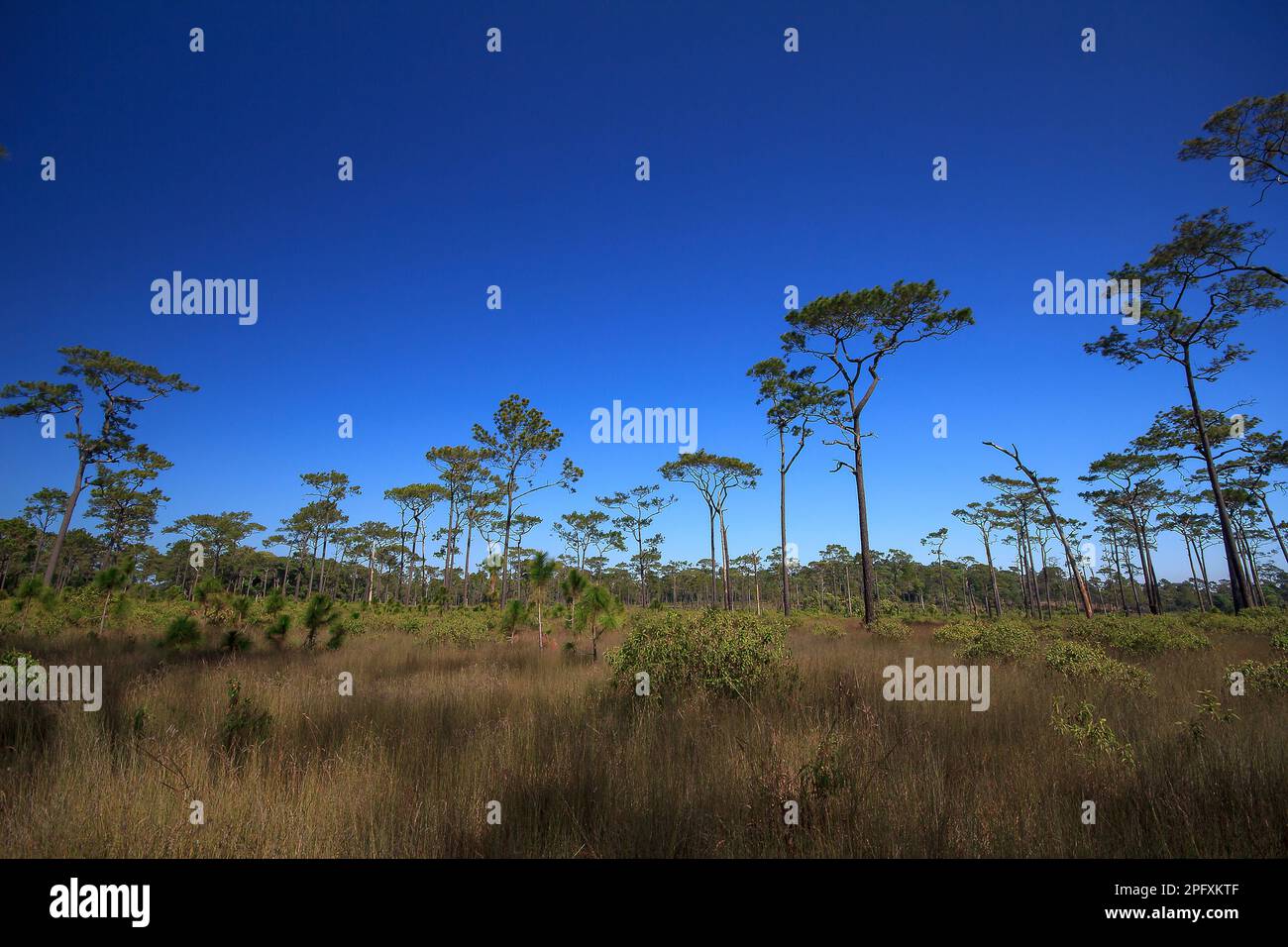 Vista dal basso di Khasiya Pine con cielo blu chiaro. Si tratta di un grande stelo diritto perenne. Foto Stock