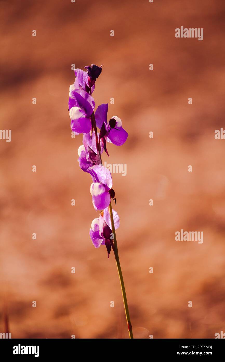 Utricularia delphinioides è una pianta insettivora nella famiglia Wong Suoi Wanna pianta erbacea i fiori sono bouquet di viola scuro. Foto Stock