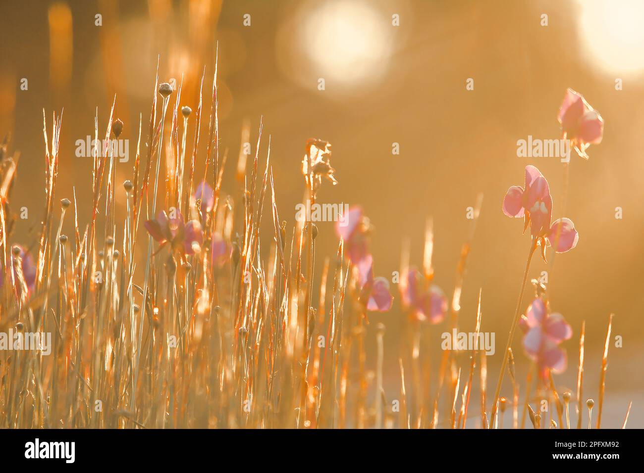 Utricularia delphinioides è una pianta insettivora nella famiglia Wong Suoi Wanna pianta erbacea i fiori sono bouquet di viola scuro. Foto Stock