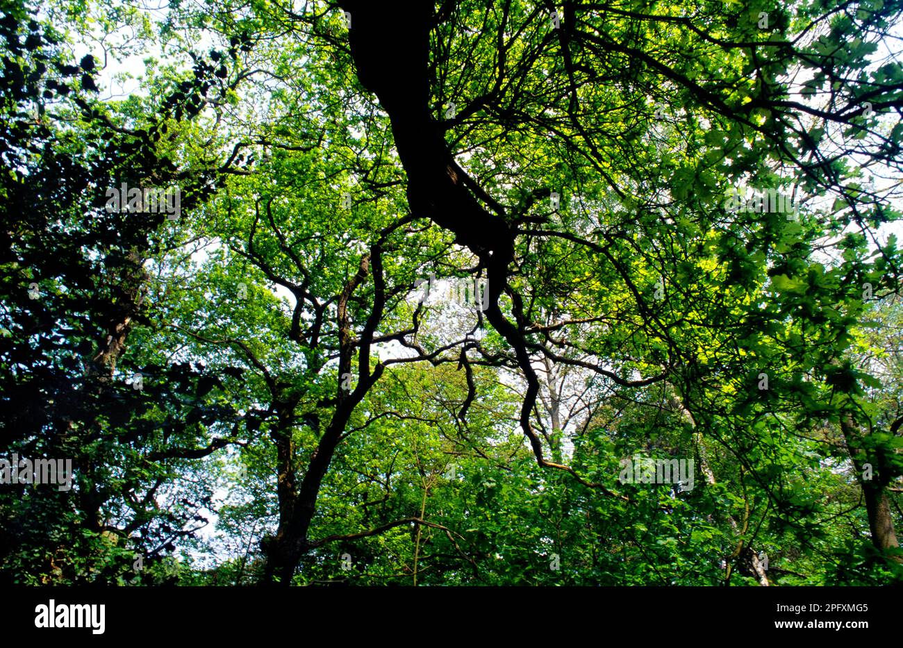 Leith Hill Surrey Woodland Tree Canopy Foto Stock