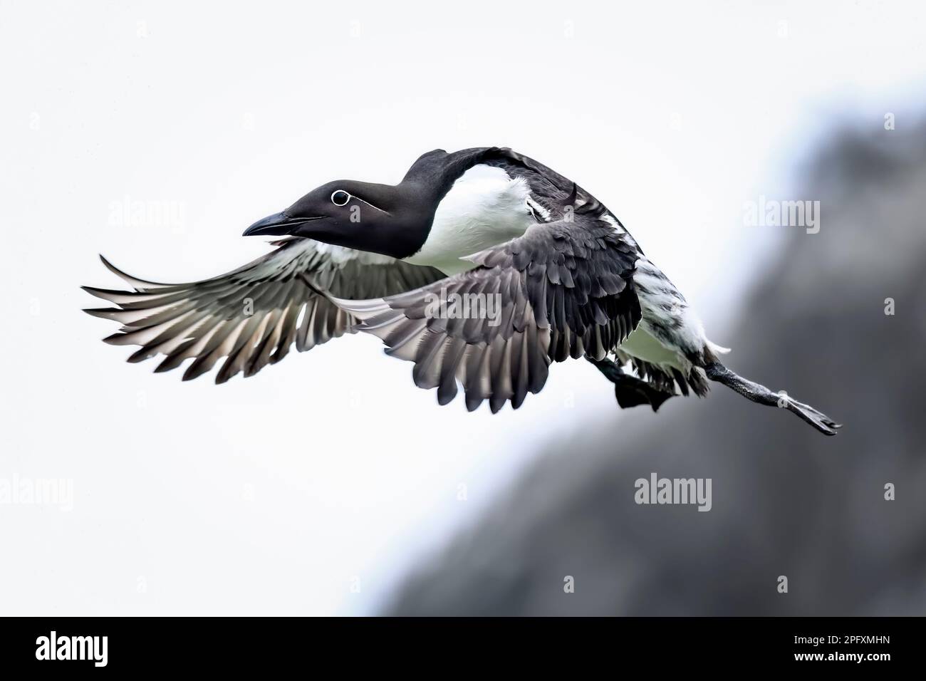 Comune di Guillemot in volo Foto Stock