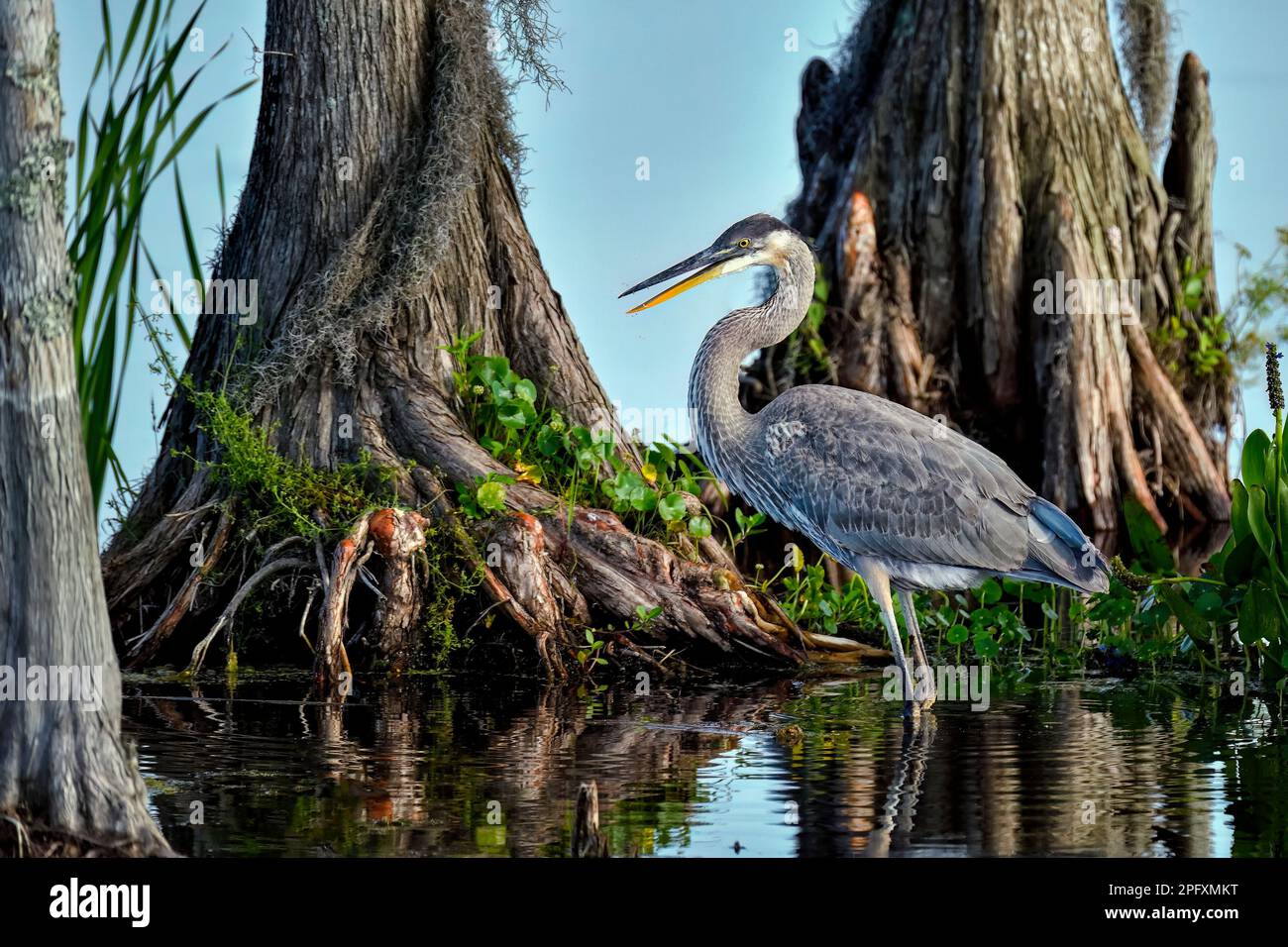 Airone blu nell'habitat. Foto Stock