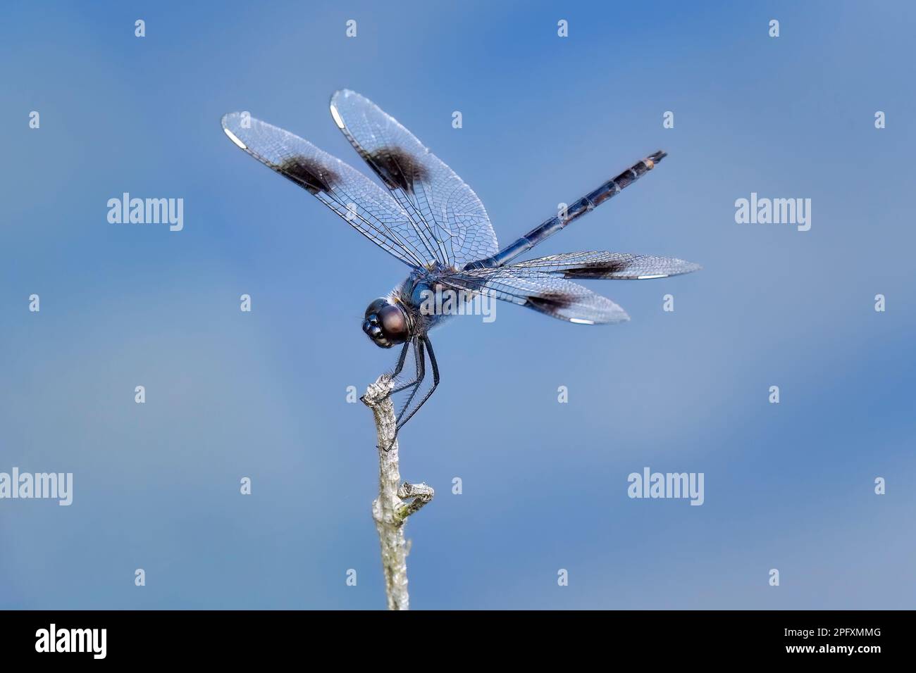 Quattro-spotted Pennant Foto Stock