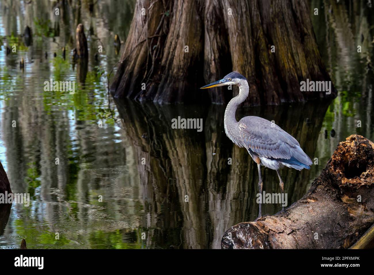 Airone blu nell'habitat. Foto Stock