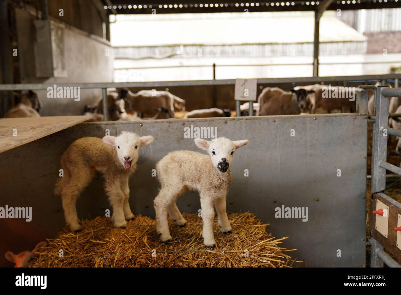 Gli agnelli primaverili appena nati nella fattoria Nethermorton al Moreton Morrell College nel Warwickshire. Data immagine: Domenica 19 marzo 2023. Foto Stock