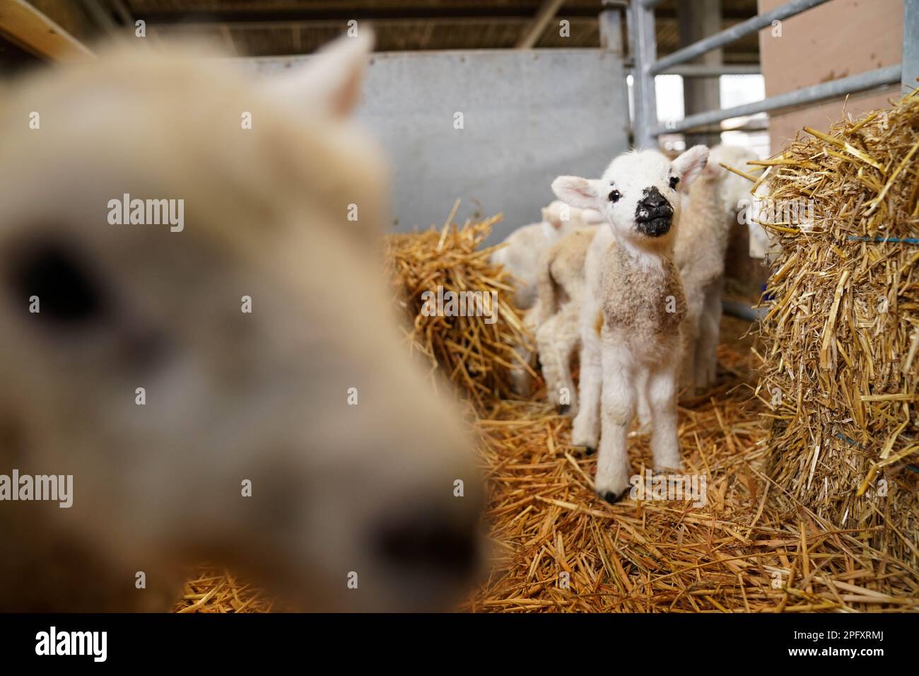 Gli agnelli primaverili appena nati nella fattoria Nethermorton al Moreton Morrell College nel Warwickshire. Data immagine: Domenica 19 marzo 2023. Foto Stock