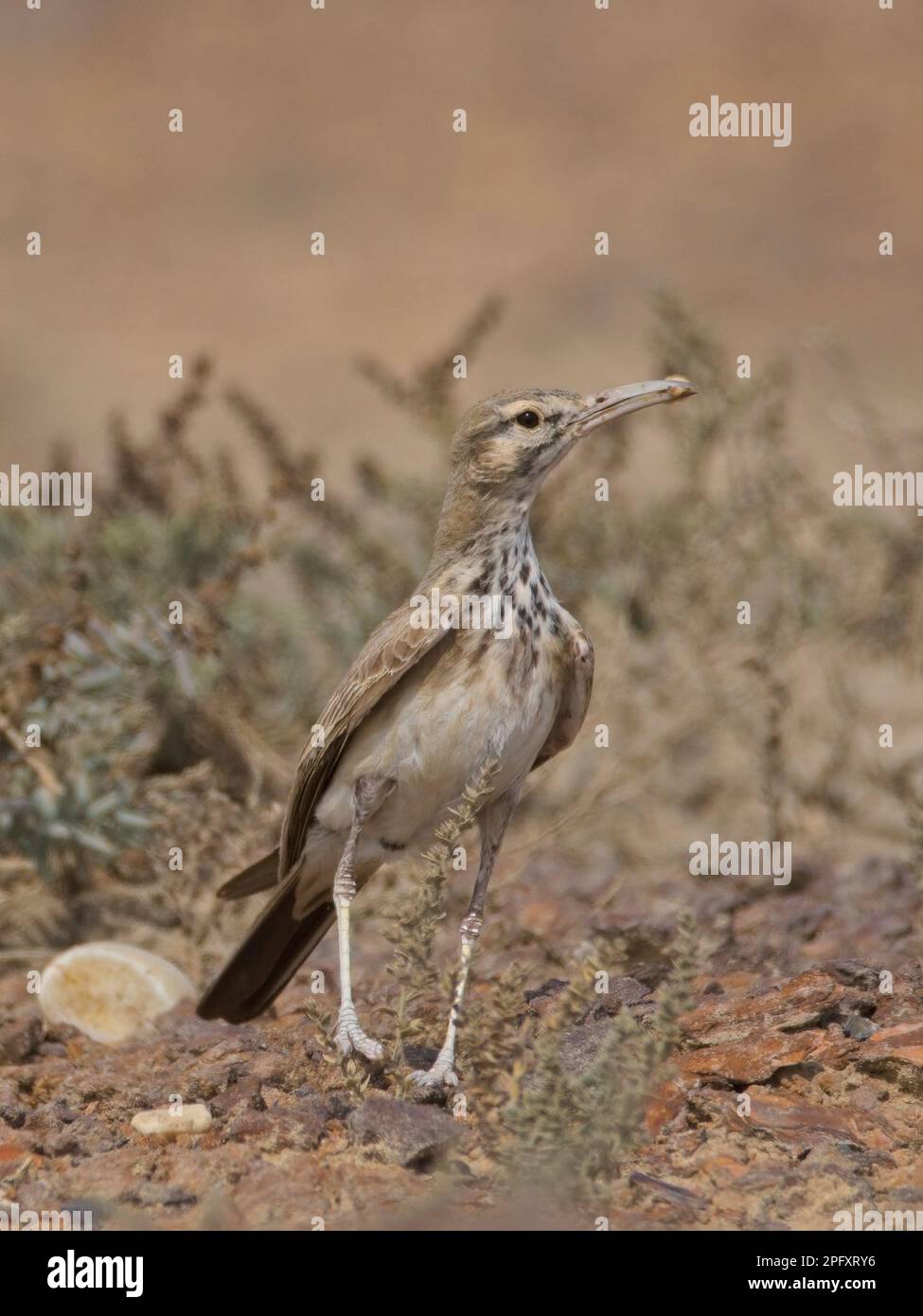 Grande Hoopoe-Lark (Alaemon Alaudipes) al piccolo rann di kutch Foto Stock
