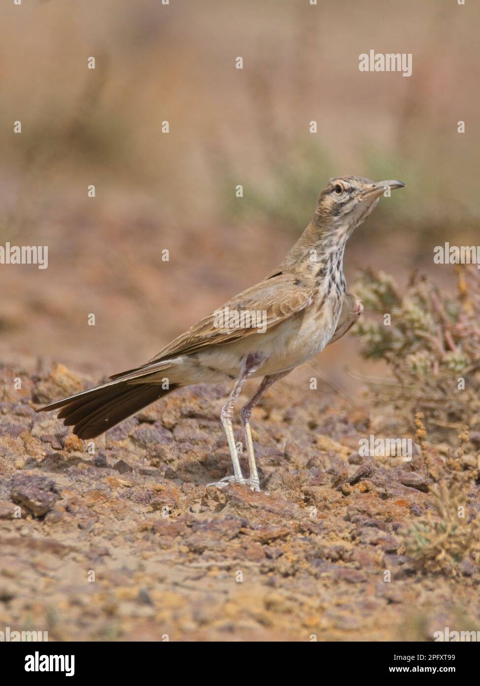 Grande Hoopoe-Lark (Alaemon Alaudipes) al piccolo rann di kutch Foto Stock
