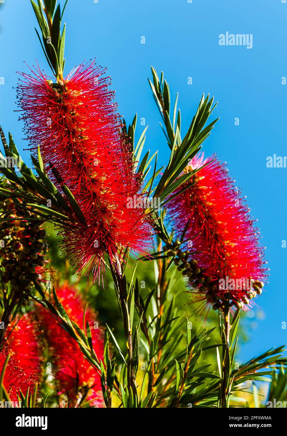 Callistemon Rigidus o pennello bottiglia che cresce in un Devon Country Garden. Foto Stock