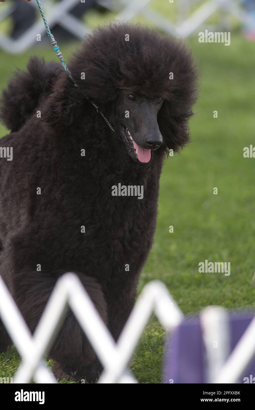 Poodle standard che esibisce in un evento di dimostrazione di cane di conformazione Foto Stock