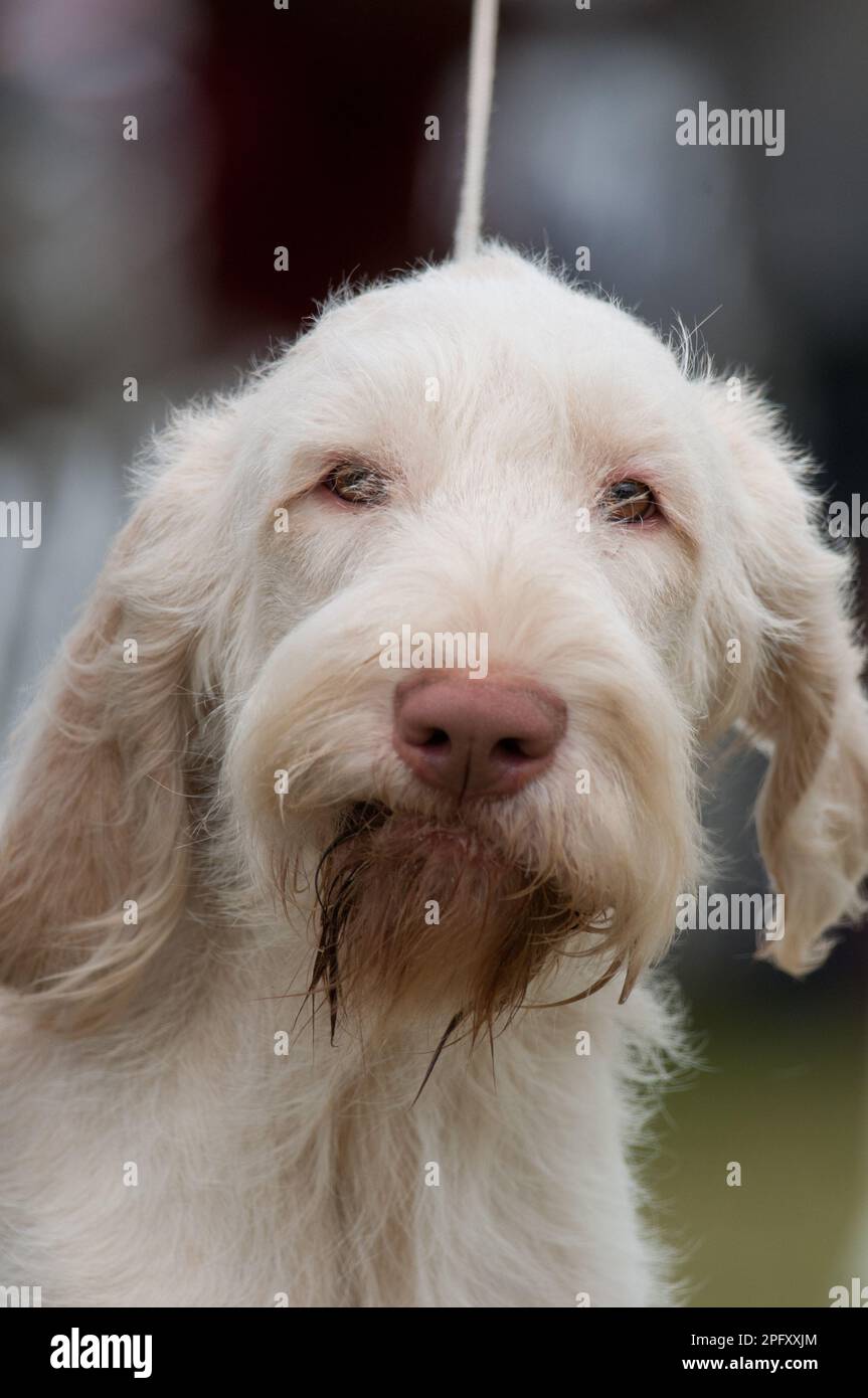 Primo piano Spinone English Foto Stock