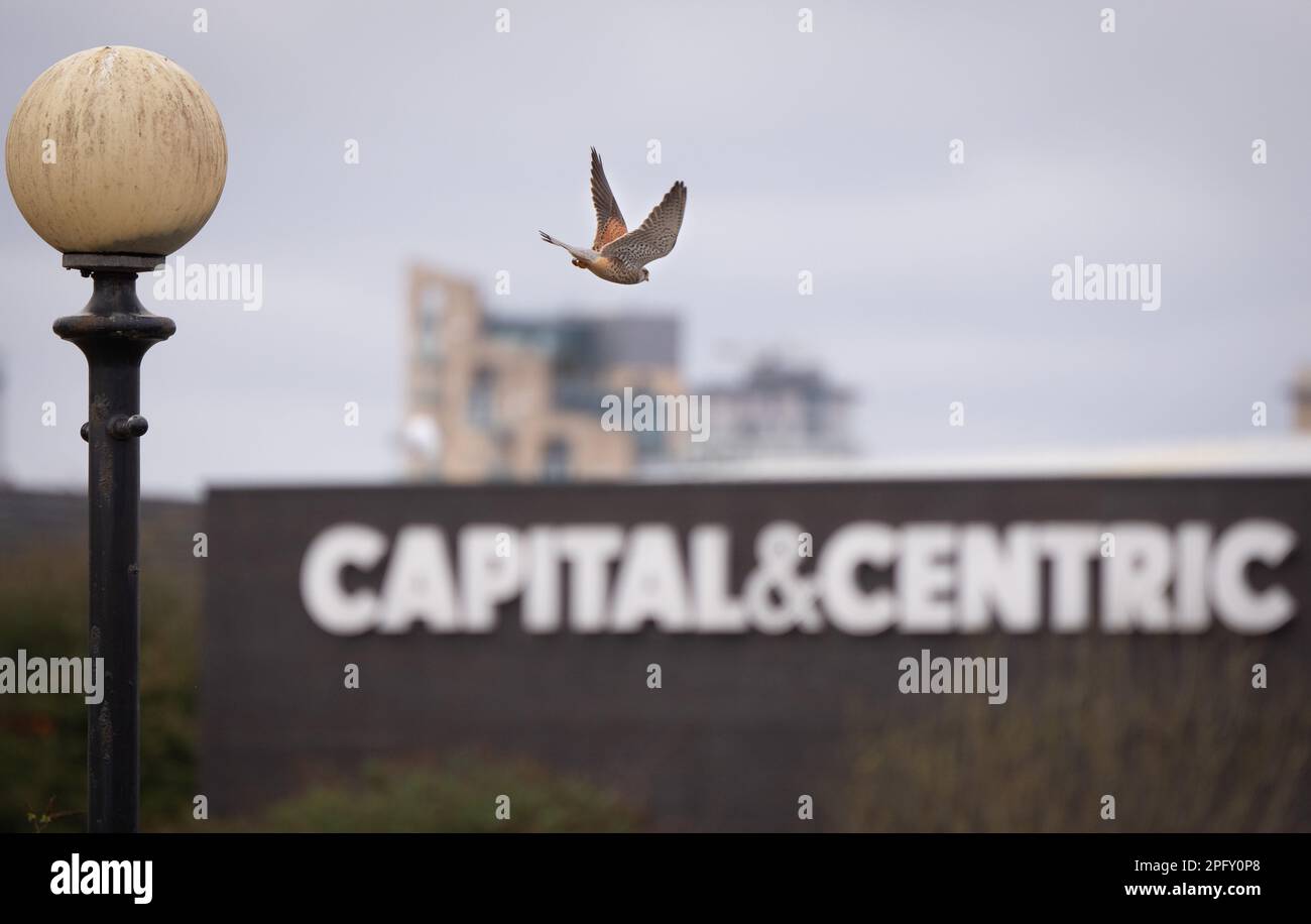 Kestrel sulla Pomona Island Old Trafford. Old Trafford, Trafford, Greater Manchester March 2023 immagine: Garyroberts/worldwidefeatures.com Foto Stock