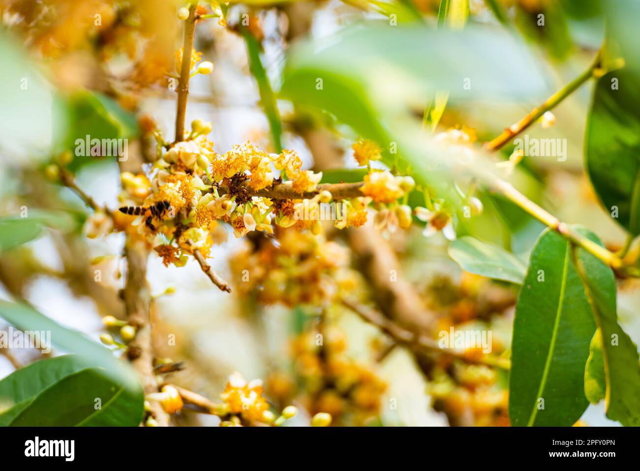 Vista in primo piano dei fiori Negkassar in fiore (il nome scientifico è Mammea siamensis ) e delle api, l'agente impollinante la mattina della stagione estiva. Foto Stock