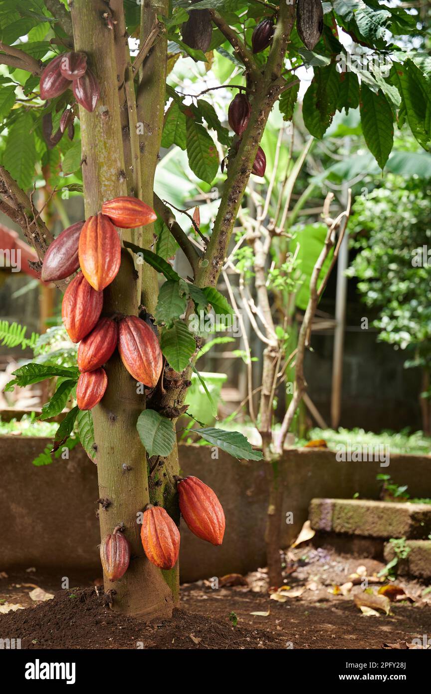 Cialde di cacao pulite arancioni appendono sull'albero sullo sfondo del giardino Foto Stock