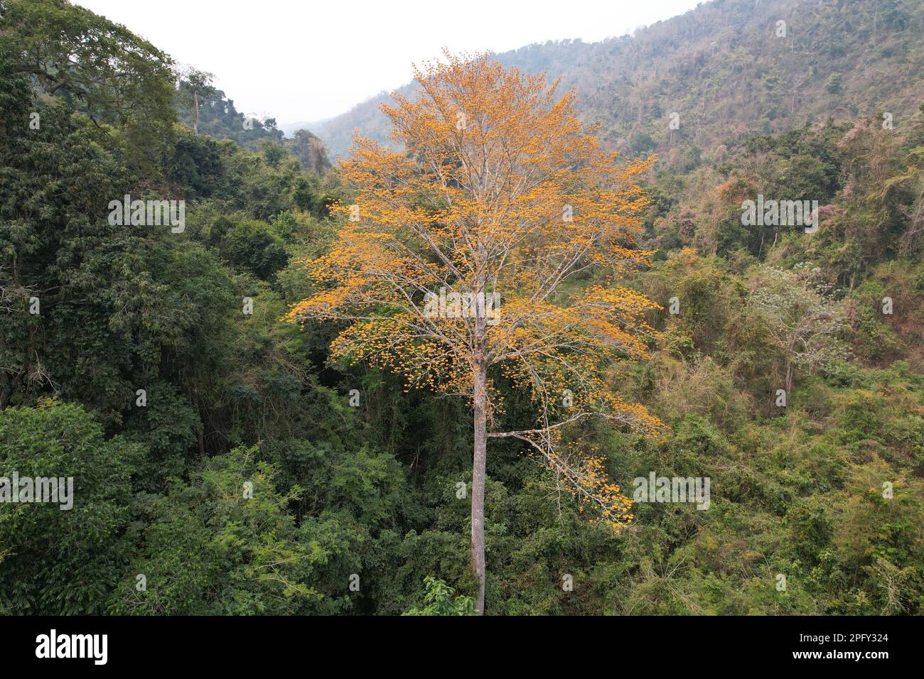 (230319) -- KUNMING, 19 marzo 2023 (Xinhua) -- Un macranthum di Pterocymbium è ritratto nella riserva naturale nazionale di Xishuangbanna, provincia di Yunnan del sud-ovest della Cina, 3 marzo 2023. Un team di ricerca nella provincia dello Yunnan, nel sud-ovest della Cina, ha dichiarato di aver trovato una comunità di foreste monsonali tropicali di Pterocymbium macranthum, un membro del genere Pterocymbium, che segna la prima volta che questo genere è stato trovato in Cina. ANDARE CON 'Pterocymbium macranthum trovato per la prima volta in Cina' (Foto di Yan Wendi/Xinhua) Foto Stock