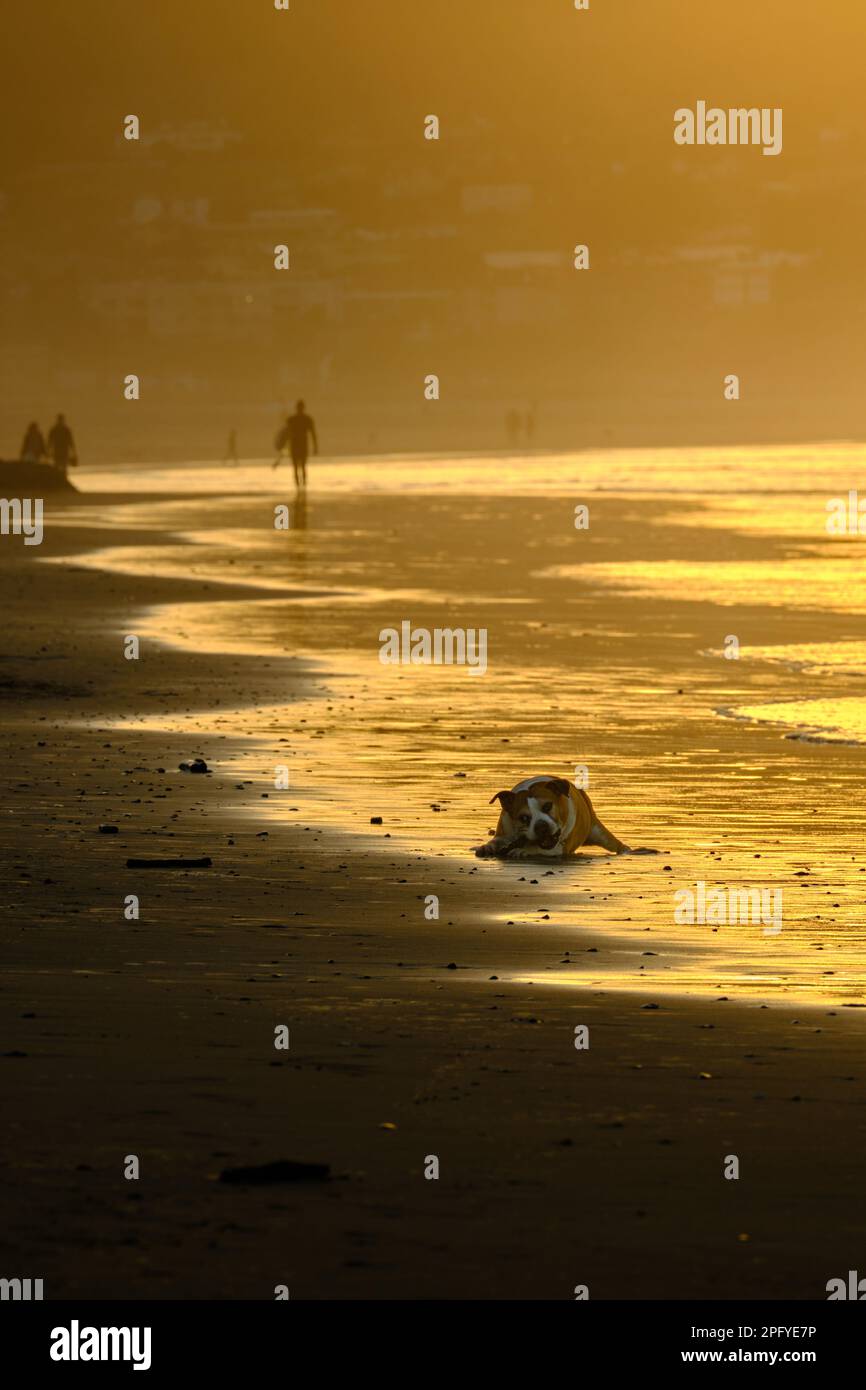 foto verticale di un cane che gioca sulla riva del mare, sullo sfondo un surfista è visto uscire dall'acqua, colori dorati sabbia e acqua in tutta t Foto Stock