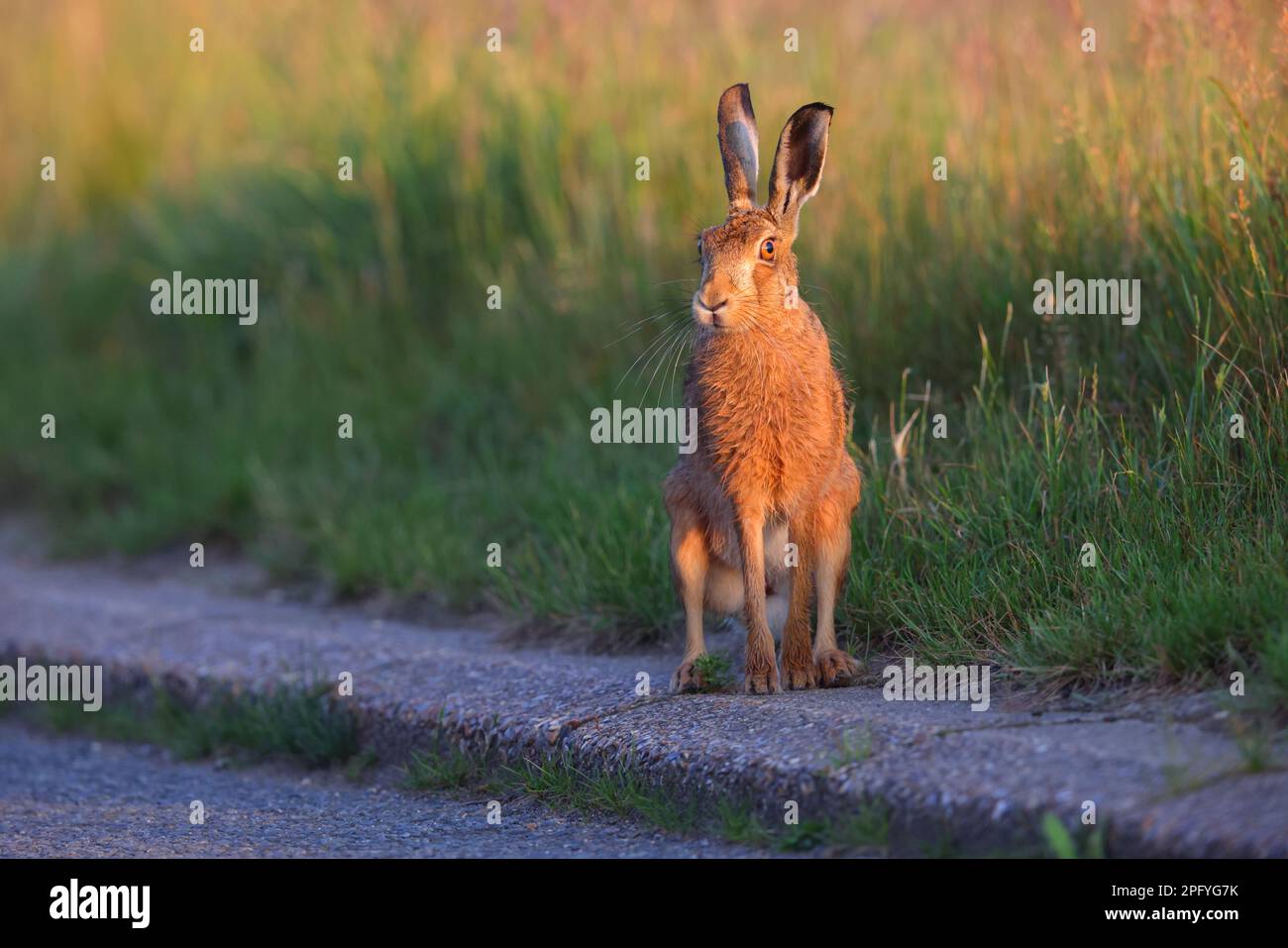 Un adulto Brown Hare (Lepus europaeus) su una tranquilla corsia di campagna attraverso terreni agricoli nell'Inghilterra orientale, Regno Unito Foto Stock