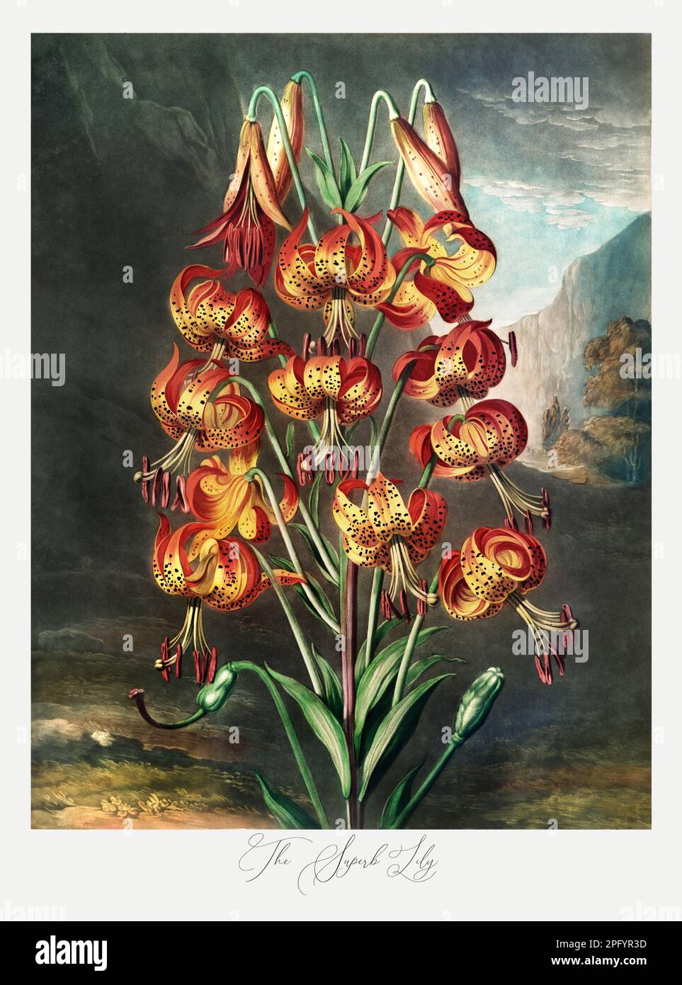 Il Giglio superbo. Antica pittura vittoriana di fiori. Illustrazione dal libro "il Tempio della Flora" di Robert Thornton (1807). Foto Stock