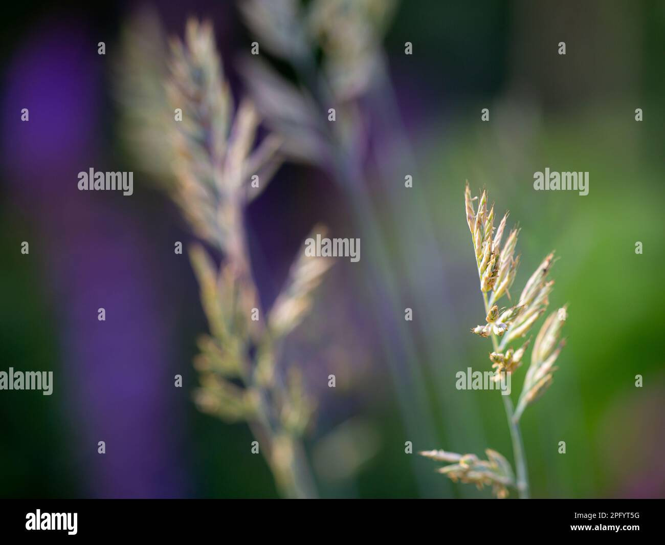 Primo piano di un filo d'erba con semi - simbolico per il raffreddore da fieno (coryza allergica) Foto Stock