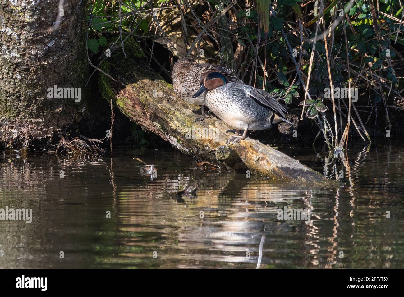 Coppia di anatre (Anas crecca), Inghilterra, Regno Unito Foto Stock