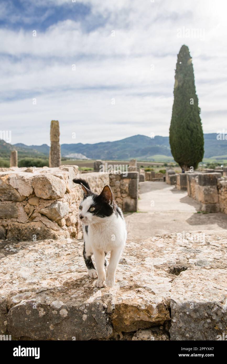 Un gatto bianco e nero vaga le rovine di Volubilis Marocco Foto Stock