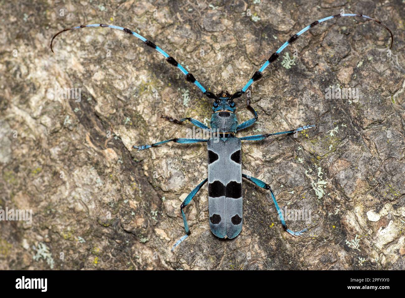 Rosalia alpina, Rosalia Longicorn, Alpenbock Foto Stock