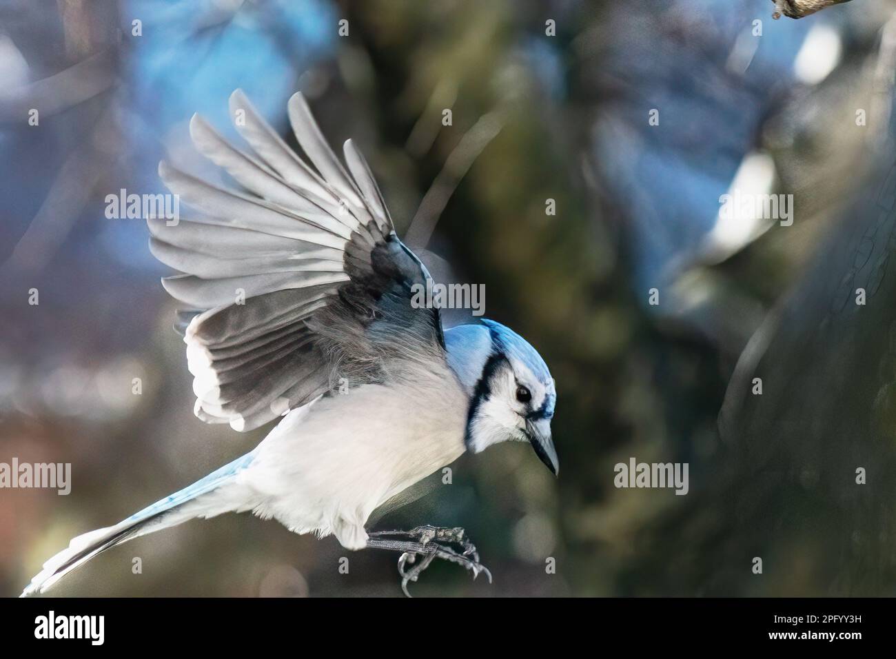 Volo Blue Jay nell'habitat del cortile Foto Stock